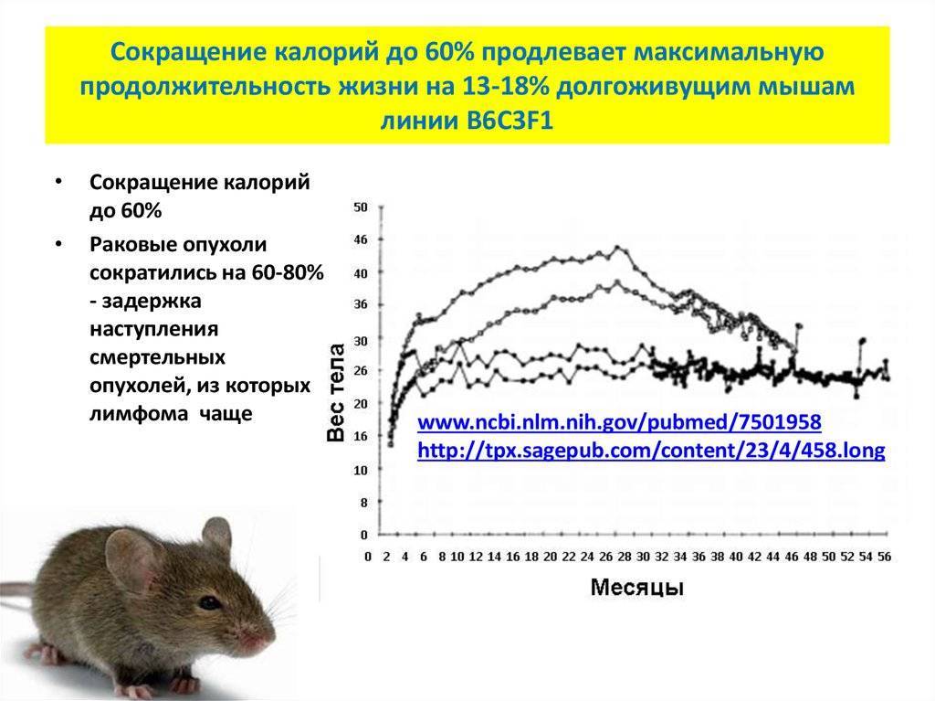 Сколько лет живут крысы, какие опасности подстерегают грызунов