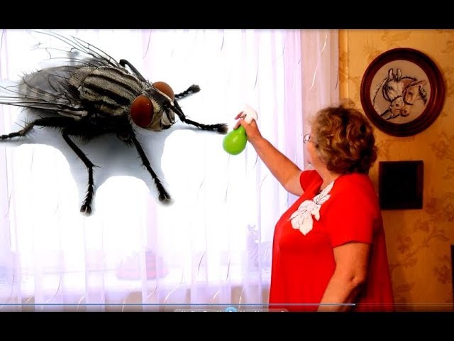 Все средства, которые помогут избавиться от мух в доме
