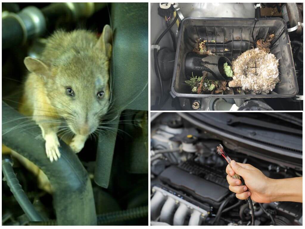 Как выгнать мышь из машины