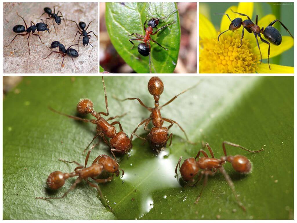Как зимуют муравьи в муравейнике и спят ли они?