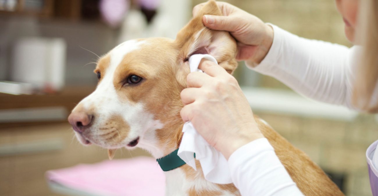 Мухи на ушах у собаки лечение
