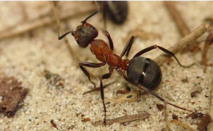 Супер королевский черный муравей (super black ant king)