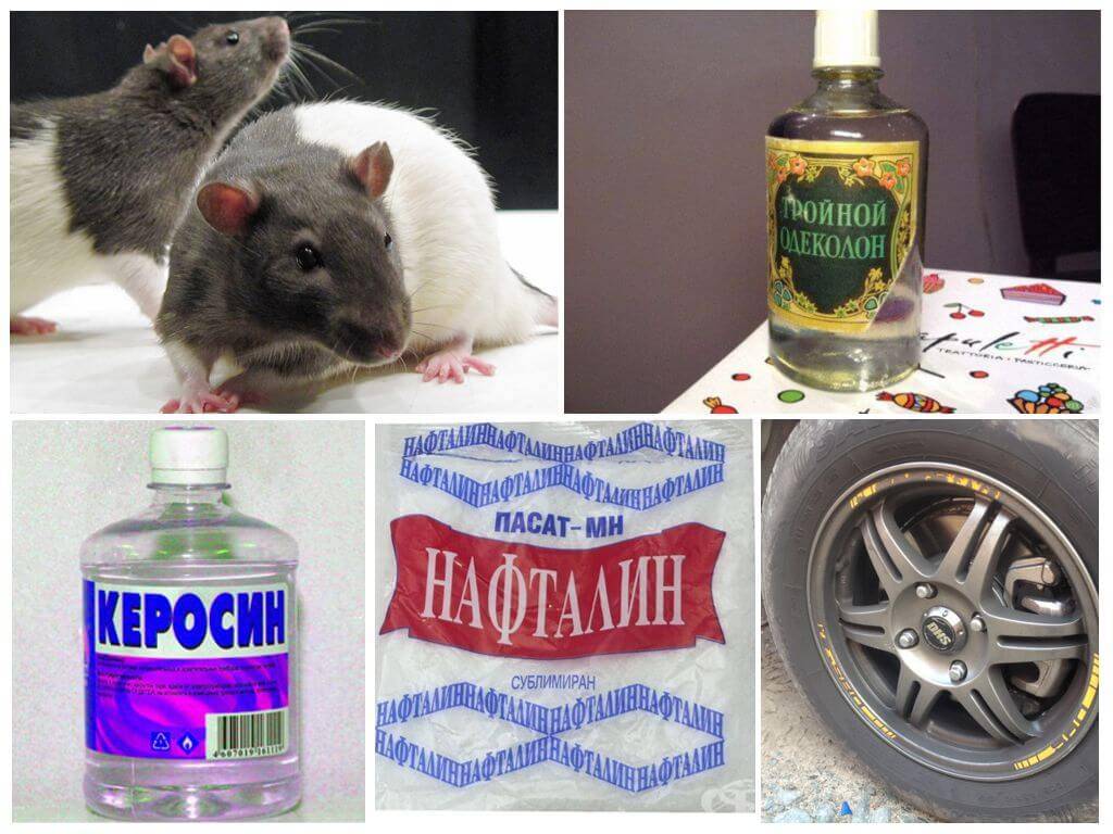 Какого запаха боятся мыши и крысы?