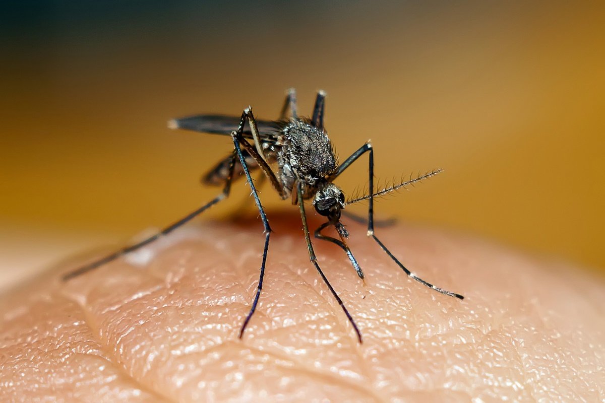 Опасные и ядовитые насекомые таиланда: мухи, москиты, сколопендры и другое(фото)
