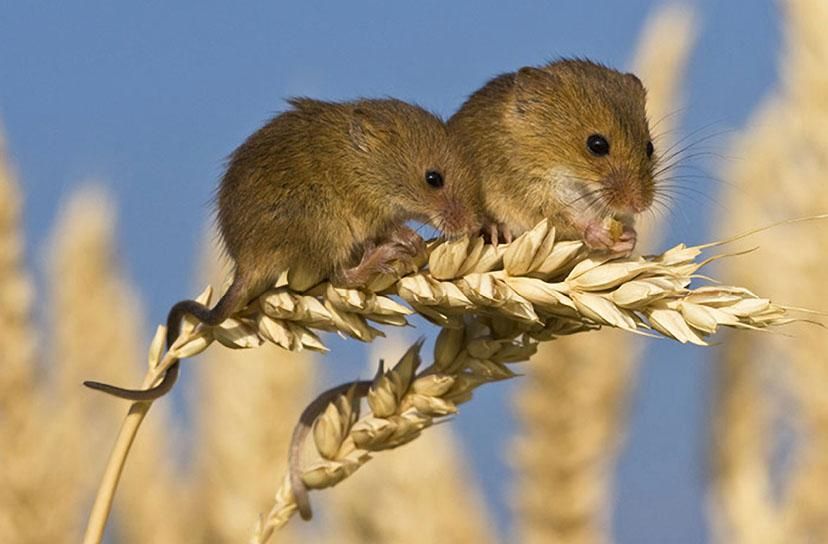 Кто питается мышами: враги грызунов в дикой природе и в доме