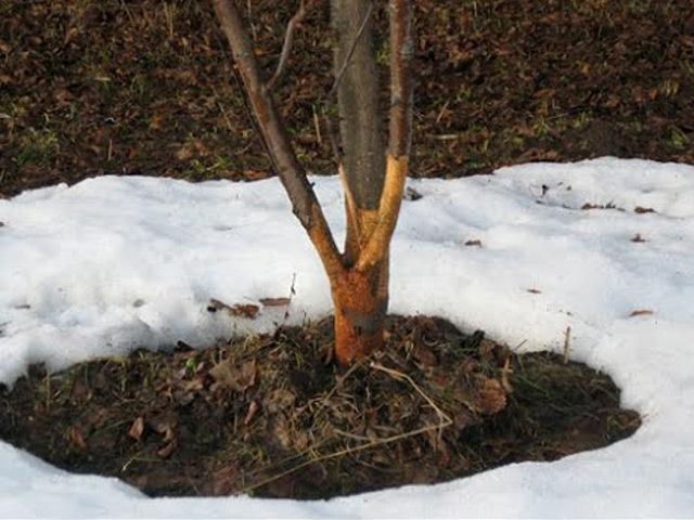 Как защитить яблоню зимой от грызунов: средства, видео и фото