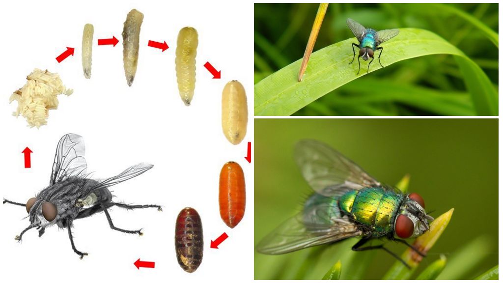 Сколько живут комнатные мухи в условиях обыкновенной квартиры. сколько живет муха обыкновенная в природе и домашних условиях