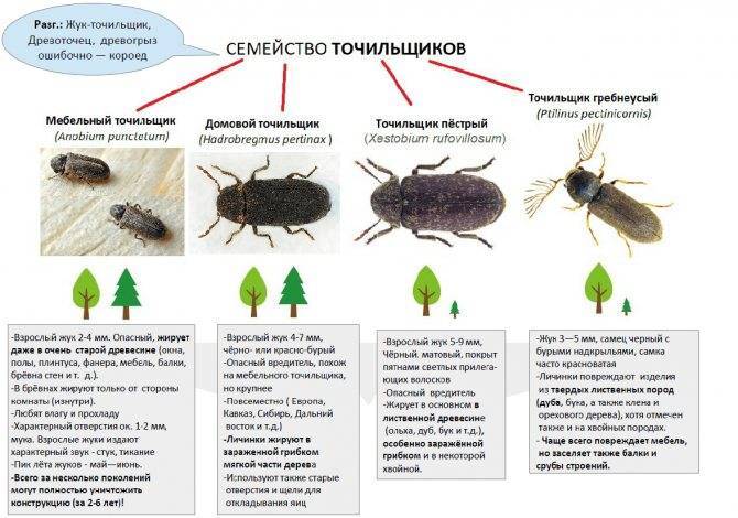 Древоточец жук. образ жизни и среда обитания жука древоточца