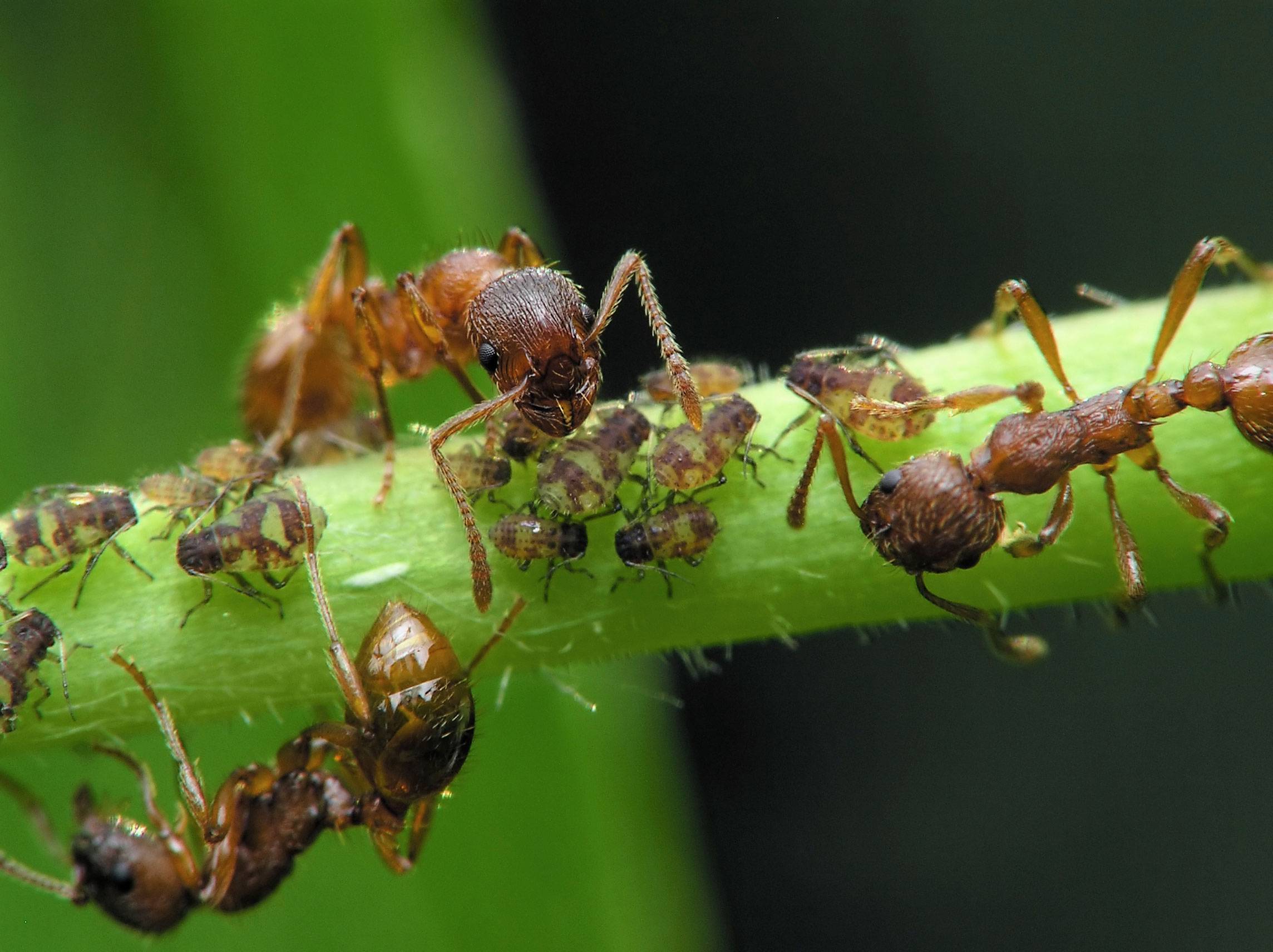 О борьбе с муравьями на пасеке, в ульях: как избавиться народными средствами