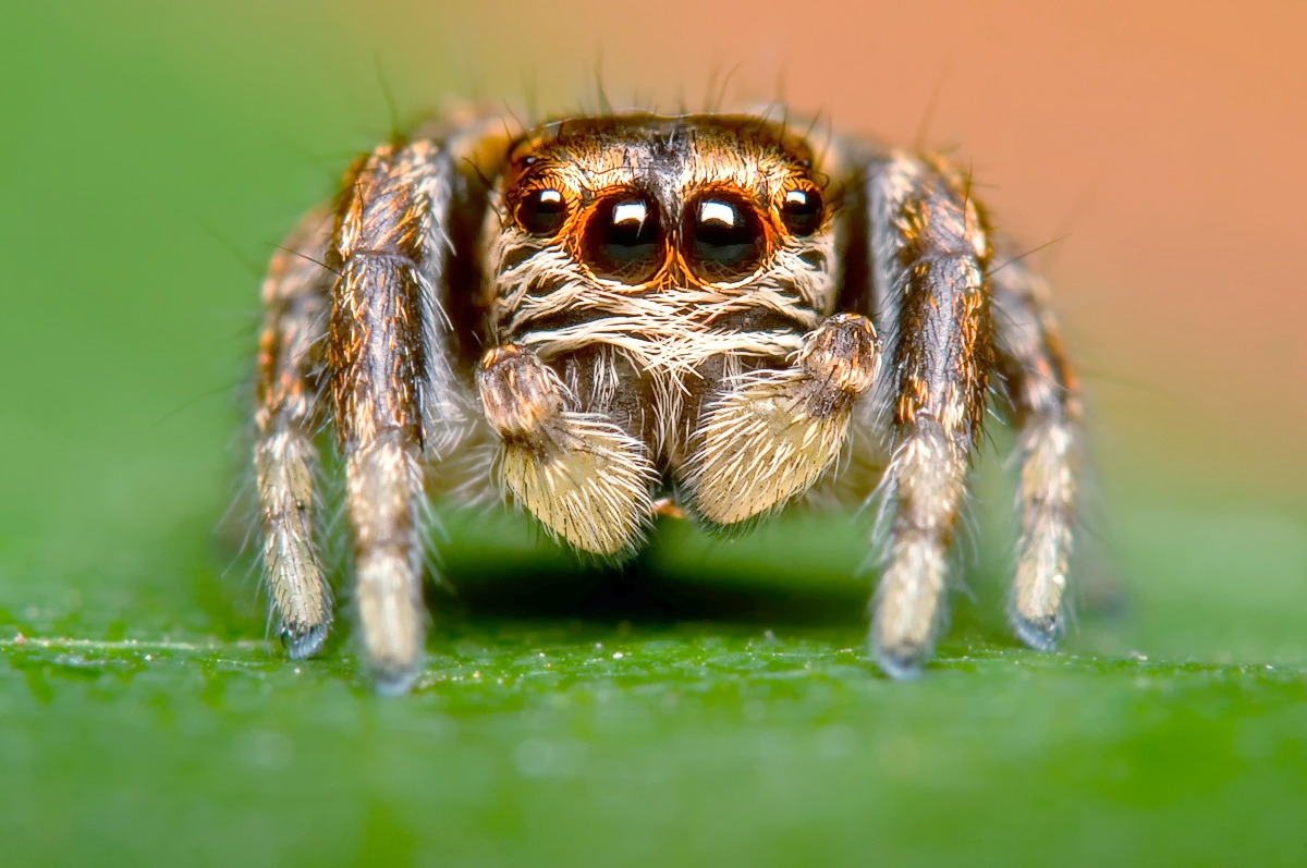 Виды пауков – фото, названия и описания