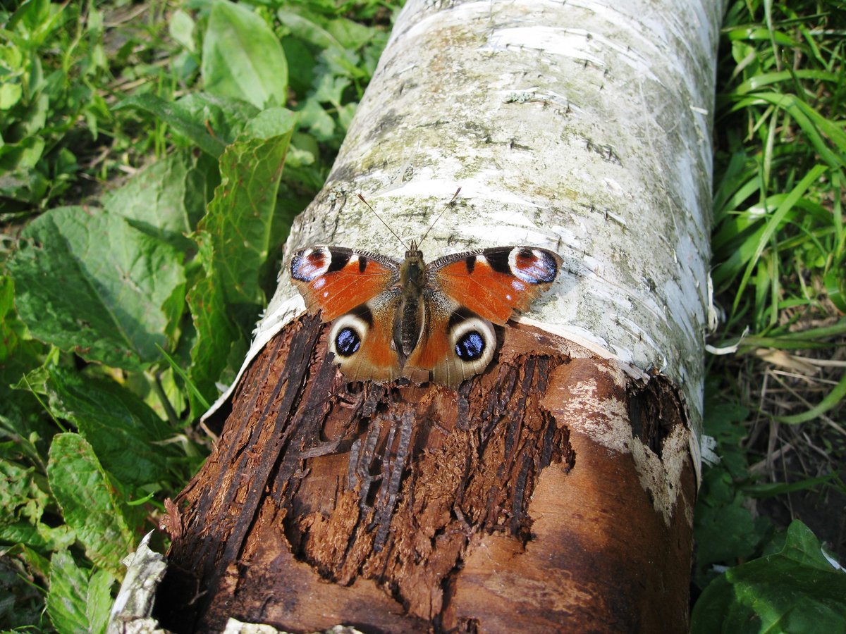 Бабочка павлиний глаз — описание, среда обитания, виды