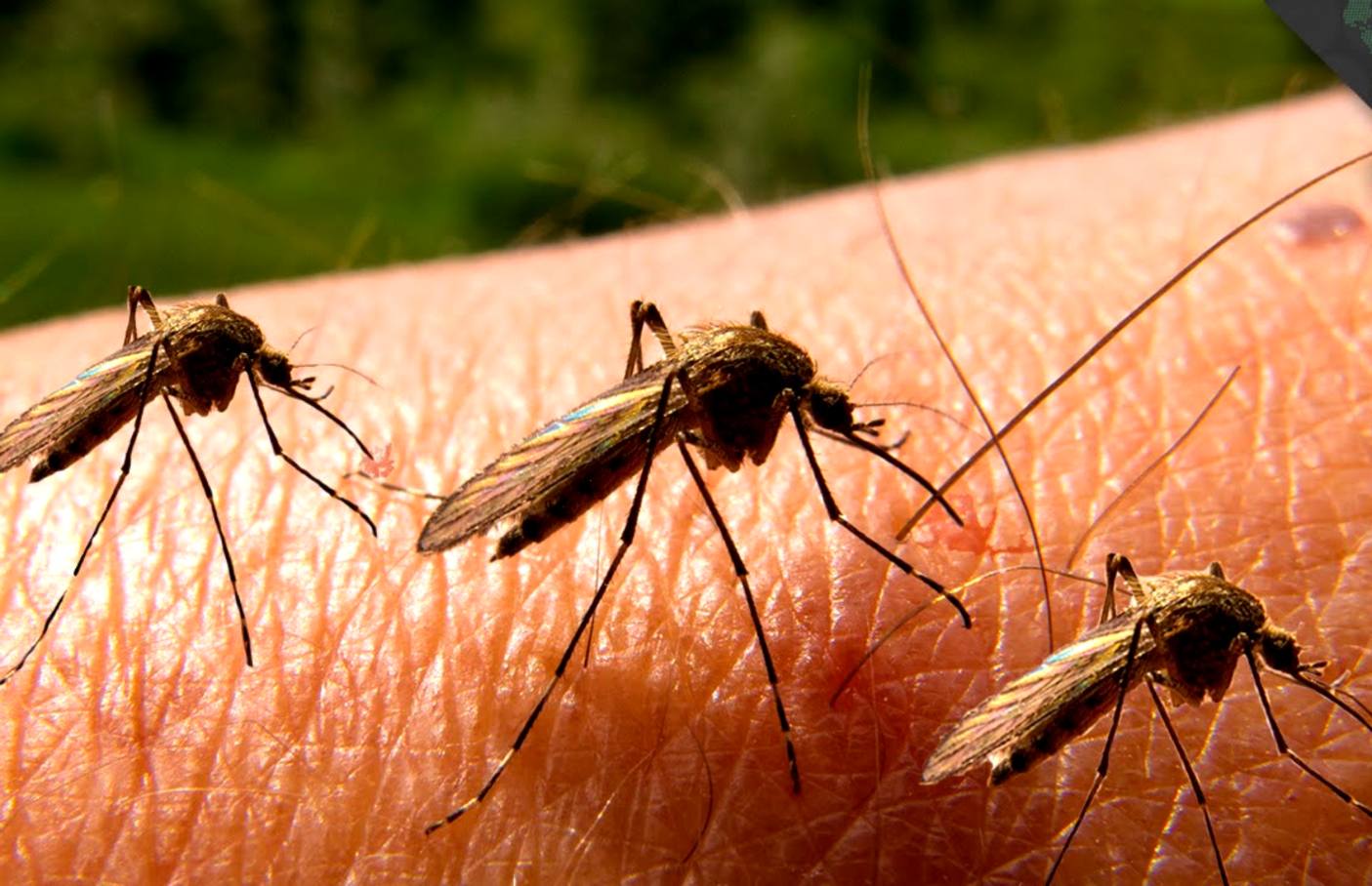 Куда на зиму прячутся комары и где живут. где зимуют комары?