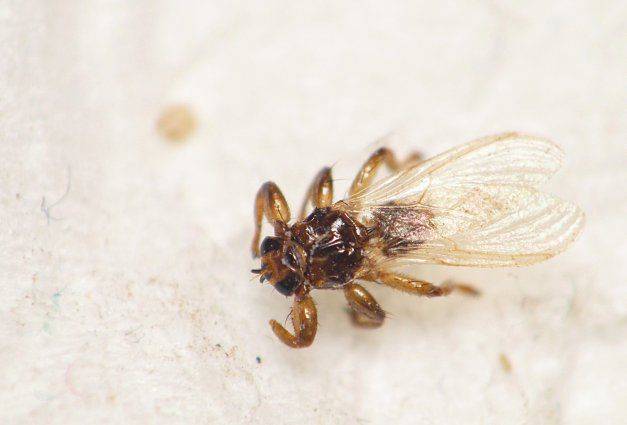 Средство от лосиных мух. лосиные вши — опасны ли для человека? лосиная вошь – опасно или нет