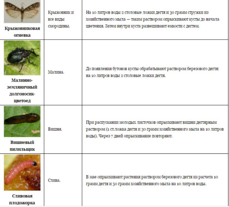 Деготь от колорадского жука: способы применения, рекомендации с фото и видео