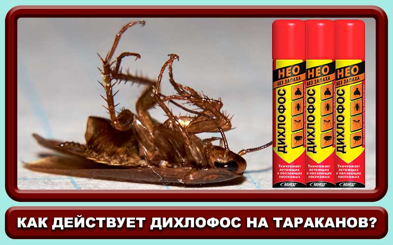 Помогает ли дихлофос от тараканов