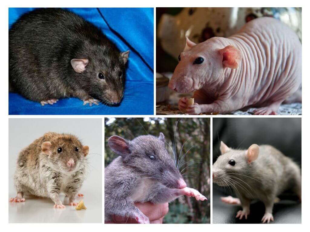 Виды и породы крыс