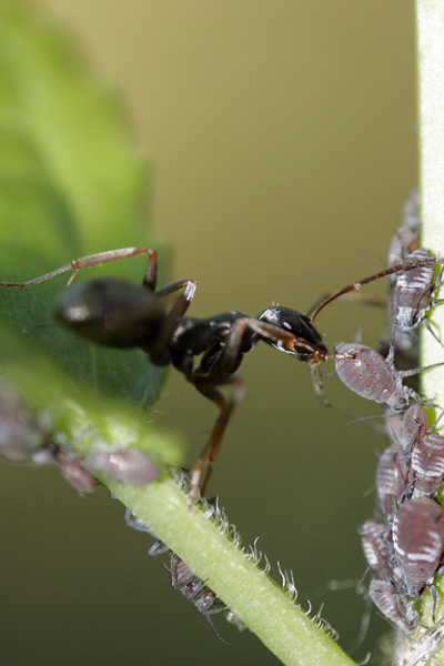 Тип взаимоотношений муравьев и тли