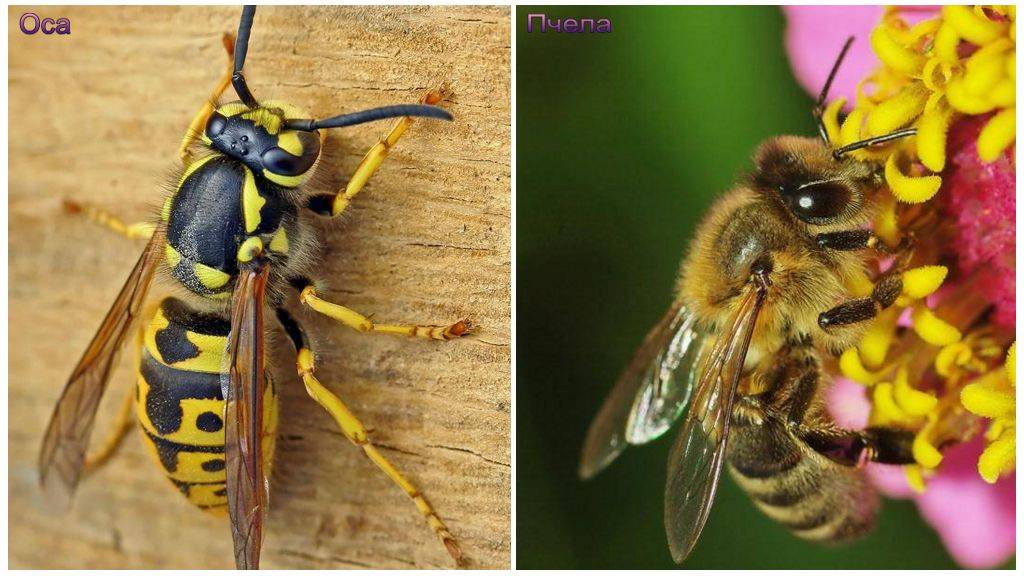 Чем отличается шмель от пчелы и осы