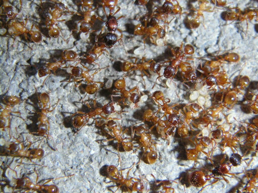 Как избавиться от нашествия рыжих муравьев в квартире