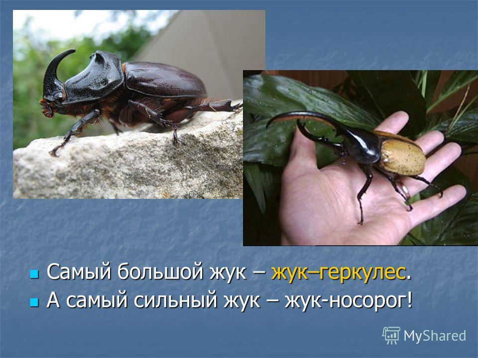 Жук геркулес. образ жизни и среда обитания жука геркулеса