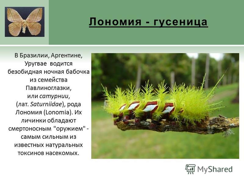 Гусеница лономия (Lonomia obliqua): самая ядовитая и неприметная гусеница