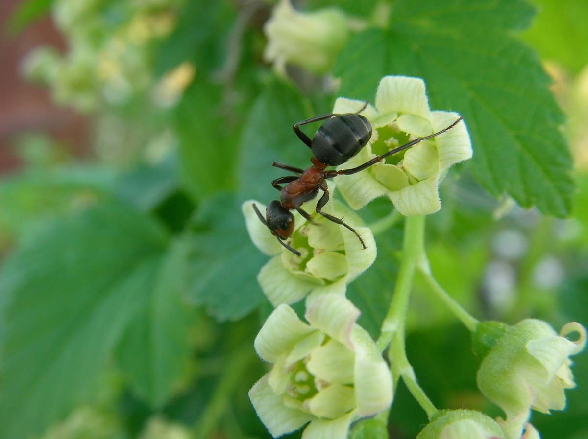 Как избавиться от муравьев на смородине: обзор разрешенных средств - etocvetochki.com