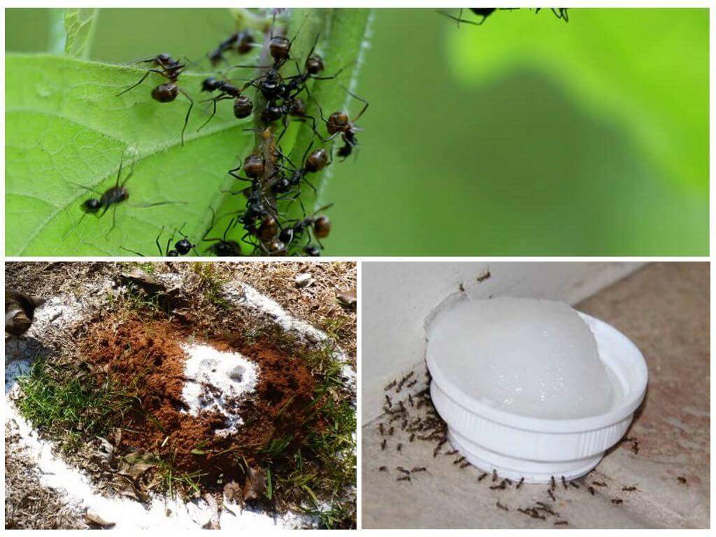 Как избавиться от муравьев на дачном участке народными средствами