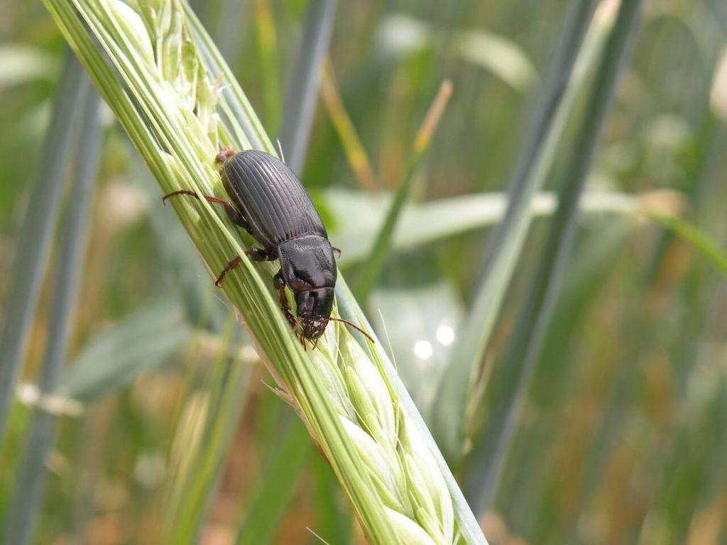 Жужелица насекомое. образ жизни и среда обитания жужелицы