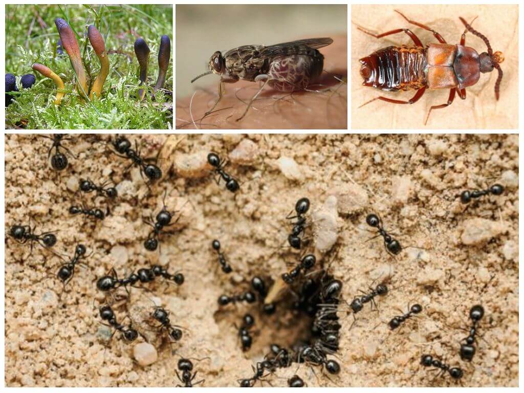 Что едят муравьи в домашних условиях и в природе?