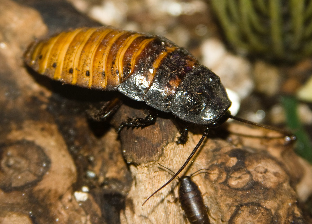 7 фактов из жизни шипящего мадагаскарского таракана