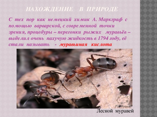 Рыжий Лесной муравей описание. Доклад о муравье рыжий. Сообщение о рыжих лесных муравьях.
