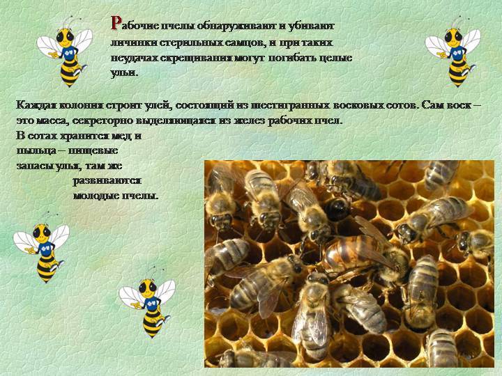 Интересные факты о пчелах - 24сми