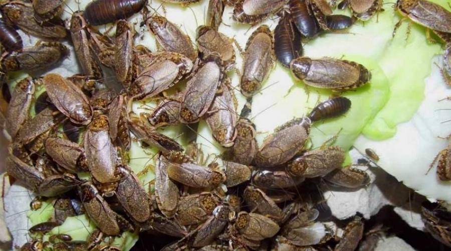 Какое животное в доме ест тараканов?