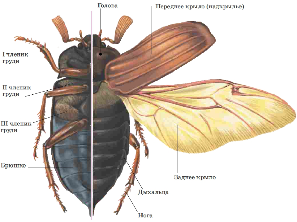 Насекомые тараканы: внешнее и внутренне строение, особенности ротового аппарата, органов зрения и крыльев