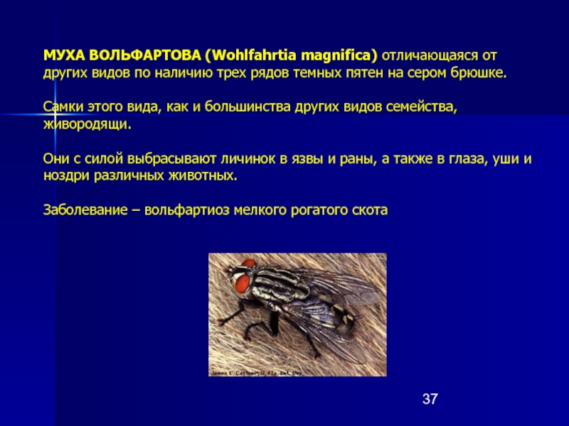 Вольфартова муха – монстр из царства насекомых
