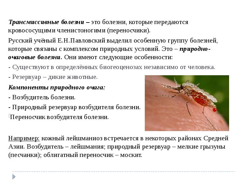 15 интересных фактов о комарах, которые вас удивят. почему они нас кусают? фото — ботаничка