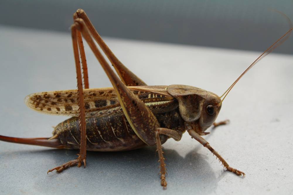Как выглядит сверчок — фото и описание видов насекомого. сверчок: почему поют сверчки
