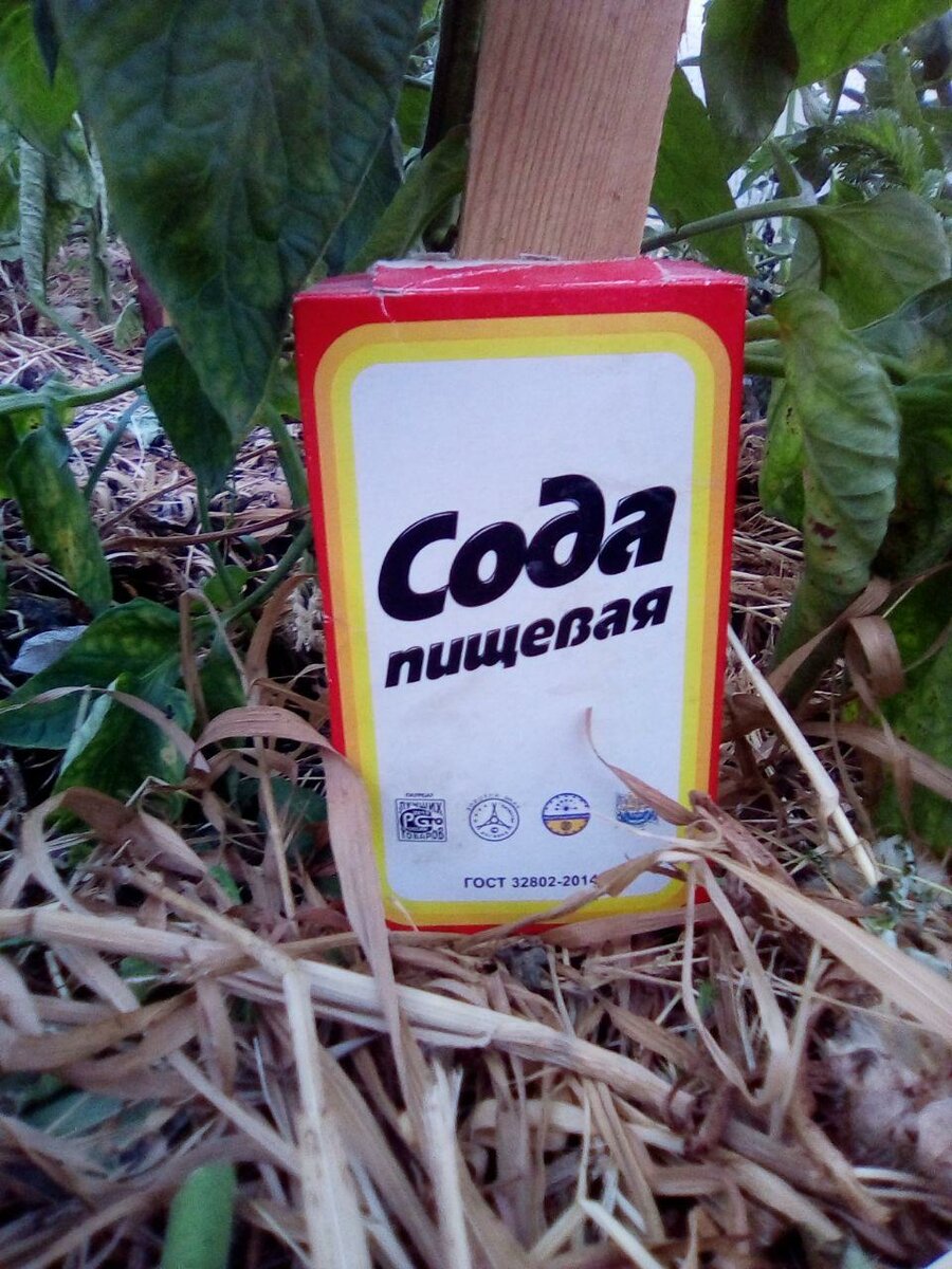 Сода от муравьев на огороде и в саду: как избавиться, рецепты, отзывы | soda-soda.ru