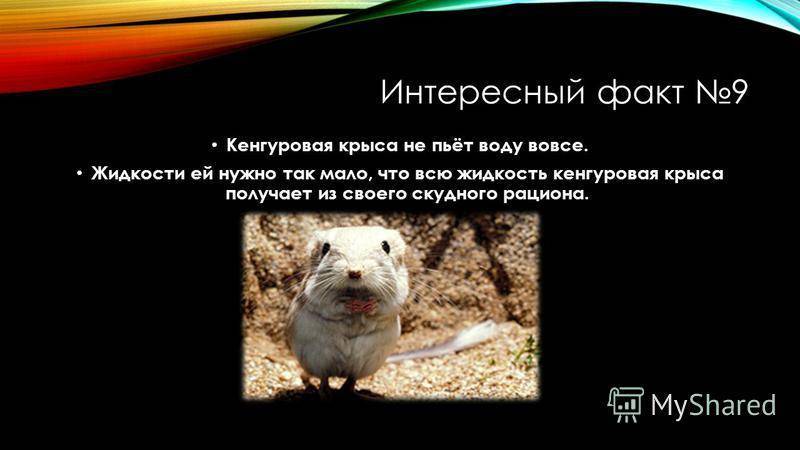 Перевод: 10 интересных фактов о крысах