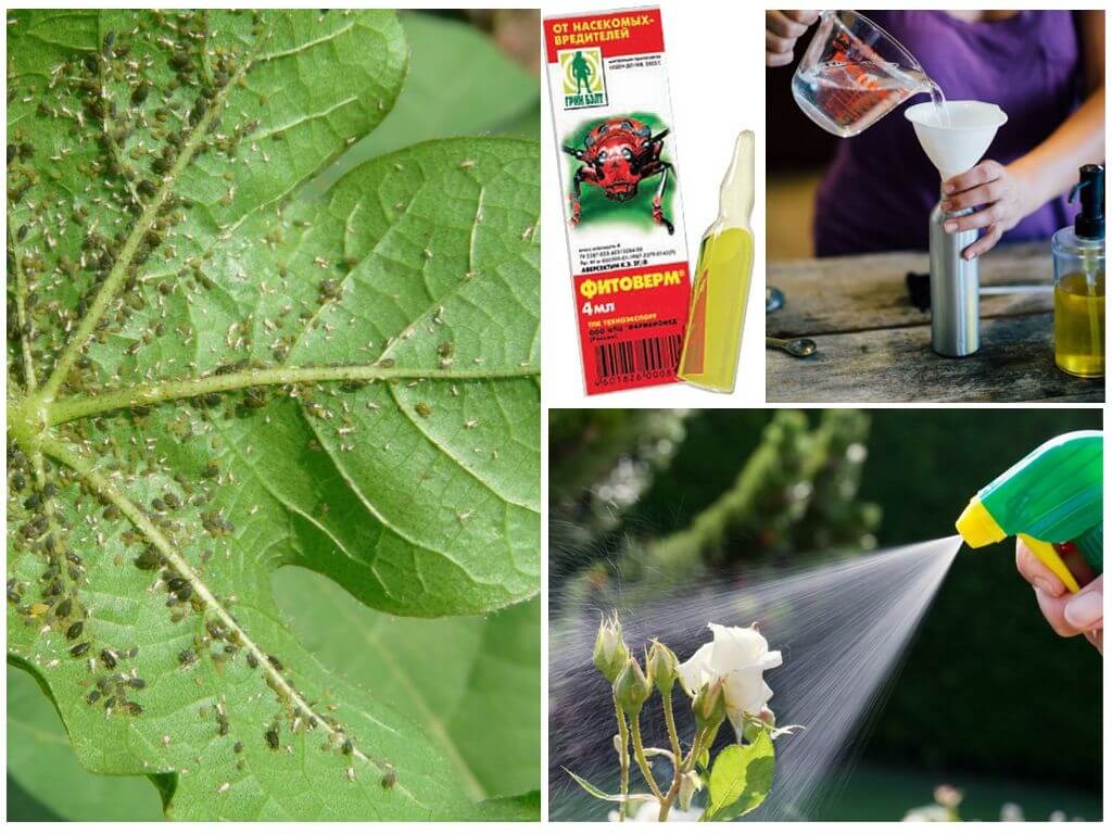 Фитоверм: свойства, применение в огороде и дома для растений