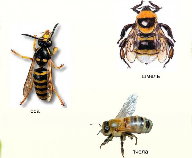 Чем отличается пчела от шмеля