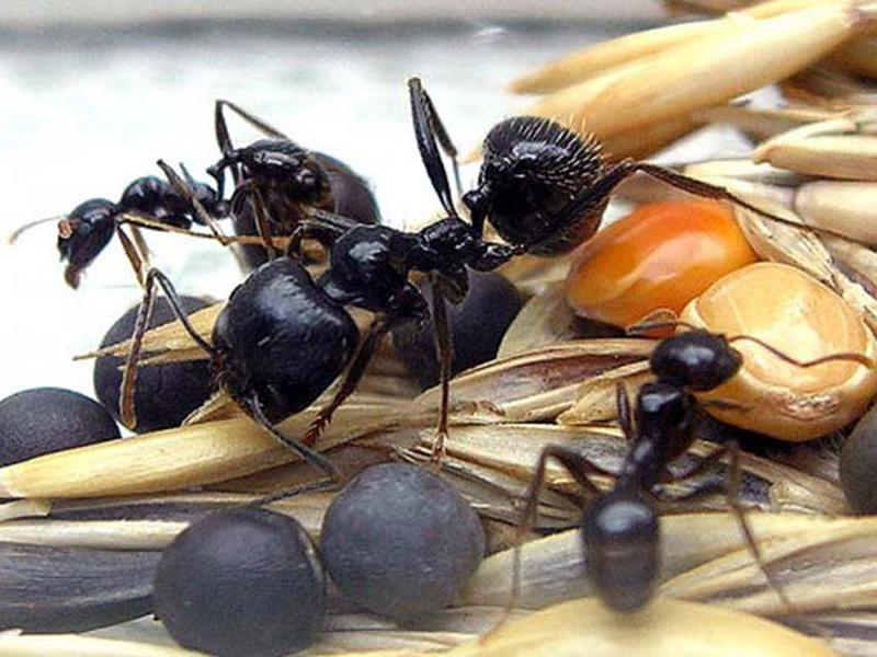 Лесные и садовые муравьи: жнец, древоточенец, рыжий и черный русский фермер