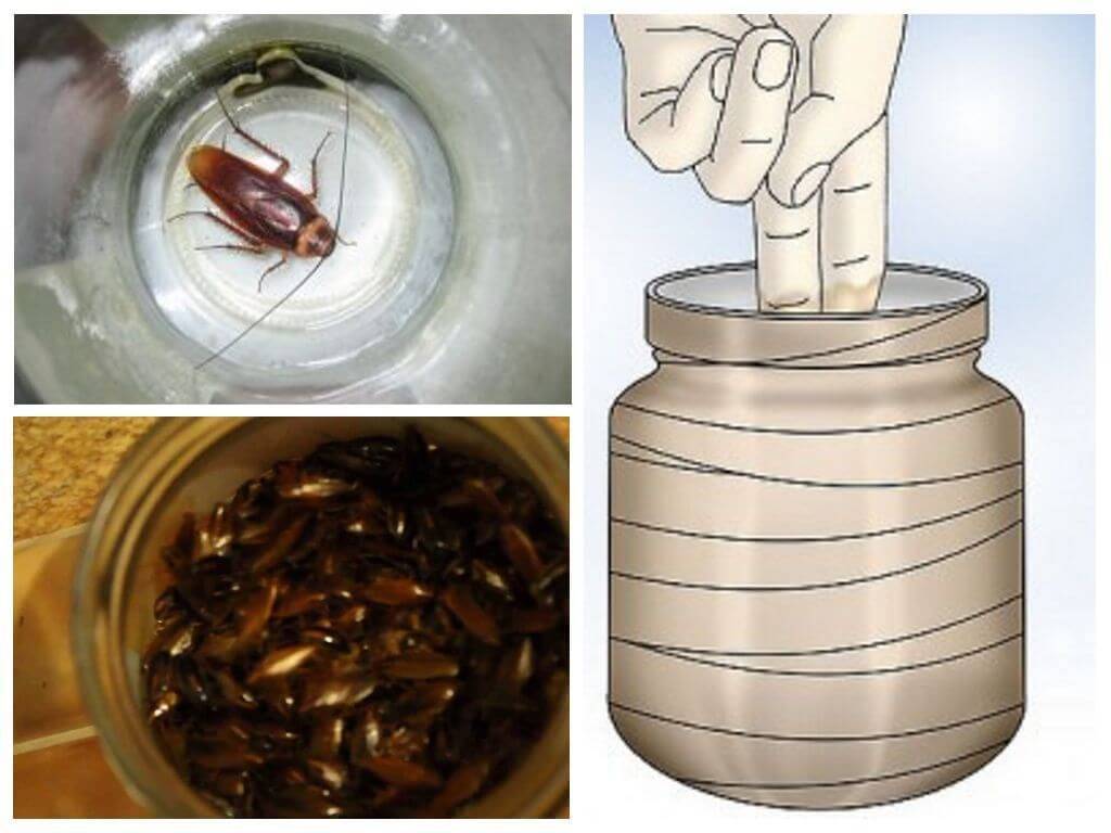 Самые эффективные ловушки для тараканов: изготовление своими руками, инсектициды в отравленных приманках