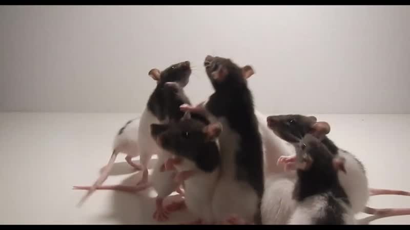 Как видят крысы в темноте и при свете