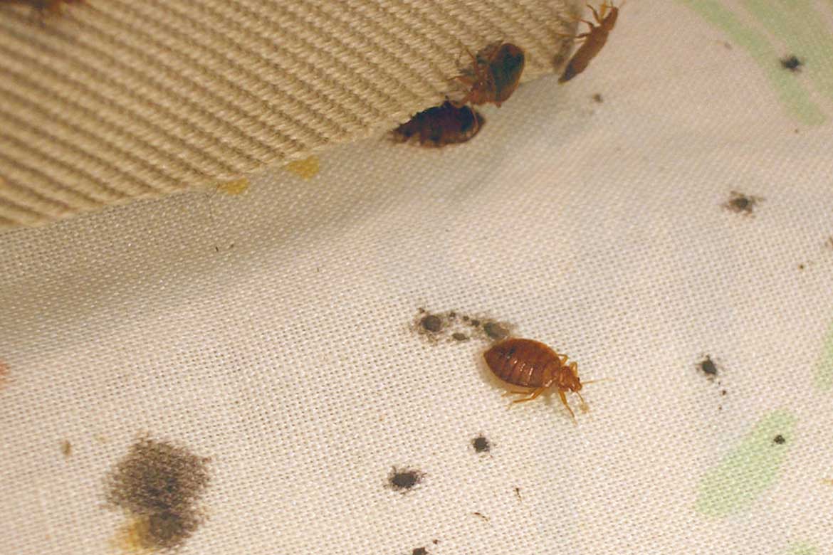 Как избавиться от жука кожееда в квартире быстро и эффективно