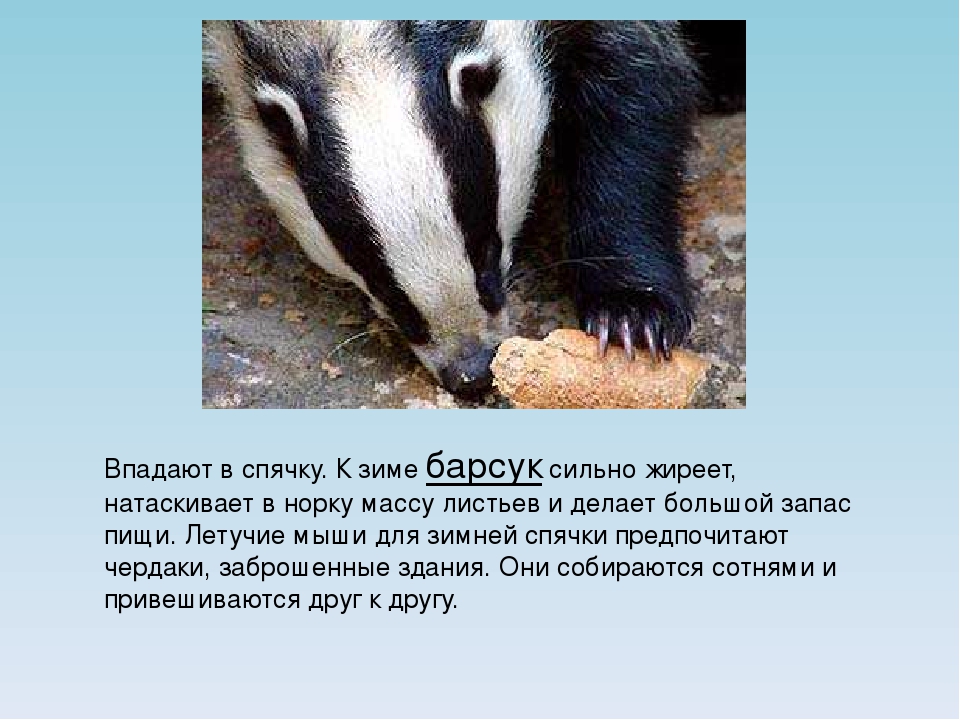 Животные впадают зимой. Барсук впадает в спячку. Барсук впадает в спячку зимой. Барсук в зимней спячке. БАРСВК впадает вспяяку.