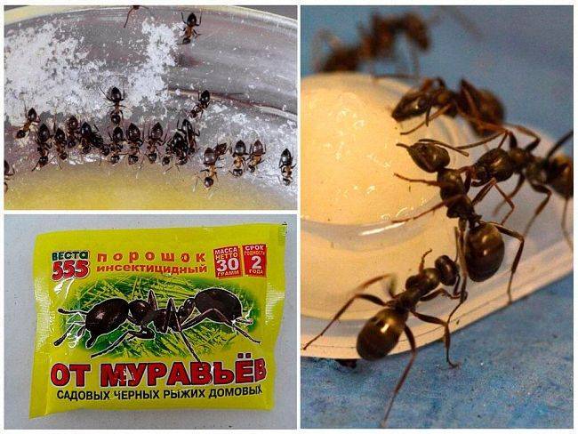 Отрава от муравьев в домашних условиях