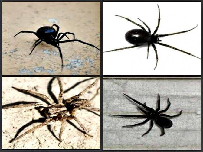 Как изгнать пауков из дома. верные способы избавиться от пауков, поселившихся у вас дома