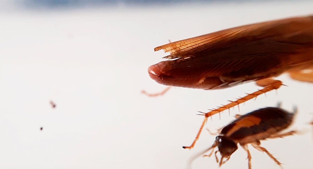 Могут ли летать домашние тараканы?