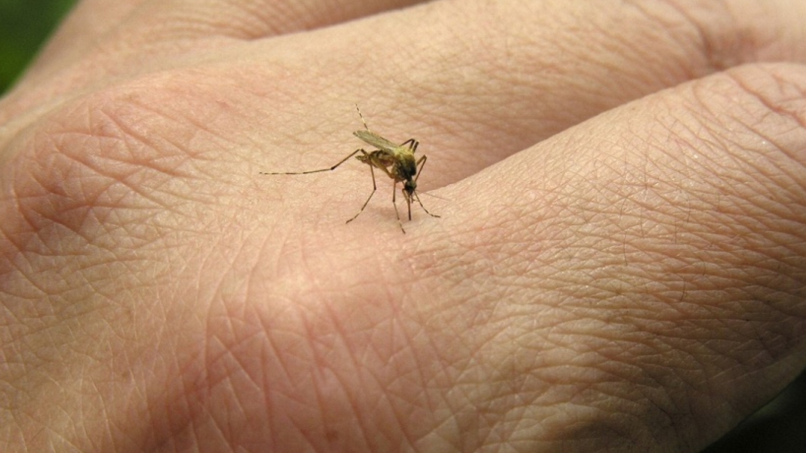 Что нам нужно знать о комарах?